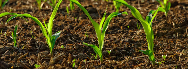 OGM : le maïs MON810 bientôt dans les champs de France ?