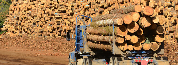 La filière bois-forêt doit participer au redressement productif