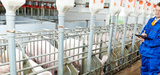 Elevages porcins : l'all�gement des proc�dures entre en vigueur
