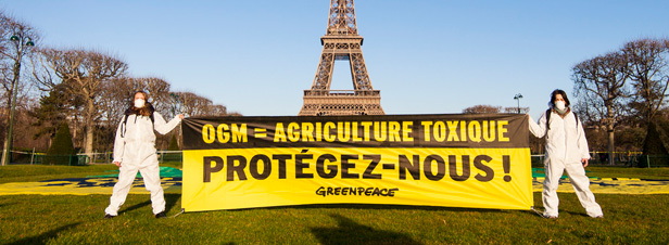 Autorisation du maïs TC 1507 : quels recours pour la France, opposée à cette culture ?