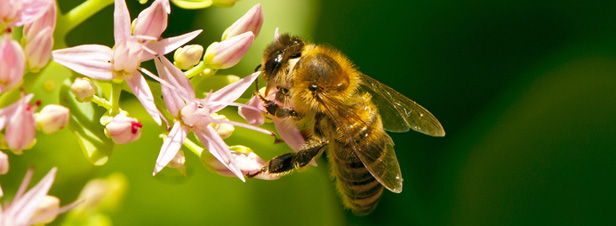 Causes de stress chez les abeilles : l'Efsa pointe les lacunes scientifiques