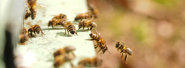 Les abeilles meurent plus en France pendant la saison apicole que dans le reste de l'Europe