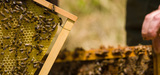 L'usage des pesticides "mention abeilles" bientôt restreint durant la période de floraison
