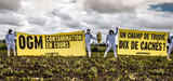 Destructions de cultures de mas OGM sur fond de gurilla judiciaire