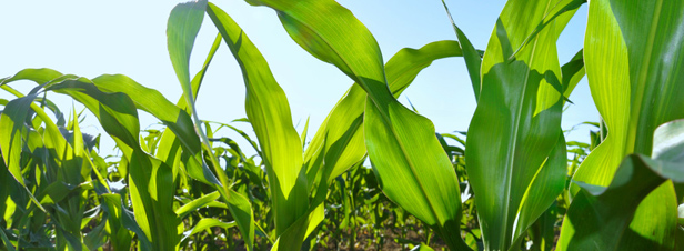 OGM : le Sénat adopte définitivement la proposition de loi interdisant la culture des maïs transgéniques