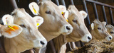 Ferme des "1000 vaches" : l'exploitation commence et des négociations s'ouvrent