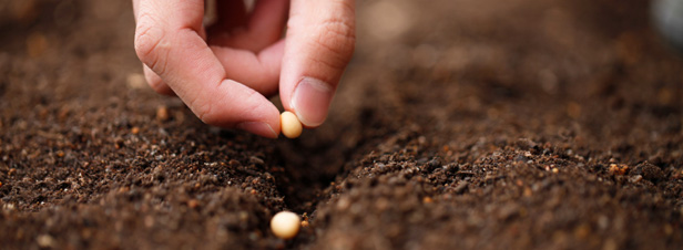 Loi d'avenir agricole : un pas "important" pour les semences paysannes 