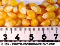 Greenpeace dénonce la toxicité du maïs transgénique MON863