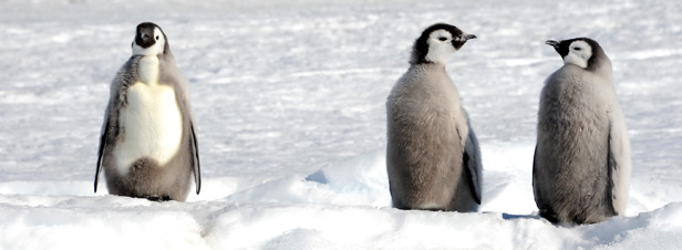 Un tiers des espèces en danger dans les Terres australes et antarctiques