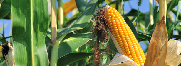 Importations d'OGM : l'Europe propose un nouveau cadre juridique