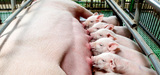 Elevages porcins : le Conseil d'Etat valide le rgime d'enregistrement