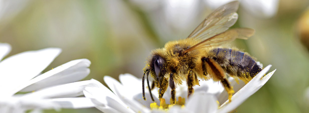 Facteurs de stress des abeilles : les pesticides et les infections prédominent