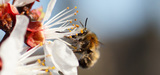 Pollinisateurs : le Giec de la biodiversit tire la sonnette d'alarme