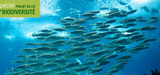 Loi biodiversité : les préfets encadreront les zones de conservation halieutique 