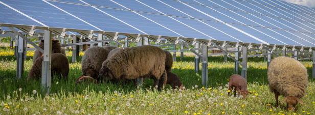 Centrales photovoltaques au sol: comment limiter les conflits d'usage