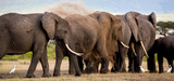 La France renforce son interdiction du commerce de l'ivoire 