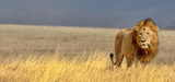 La communaut internationale choue  renforcer la protection des lphants et des lions d'Afrique