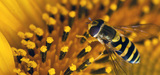 La production vgtale franaise dpendant de l'action des pollinisateurs atteindrait 5 milliards
