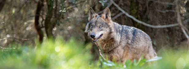 Loup : les nouvelles autorisations de tirs pourraient menacer la survie de l'espèce en France