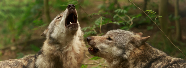 Quarante loups pourront tre abattus pour la priode 2017-2018