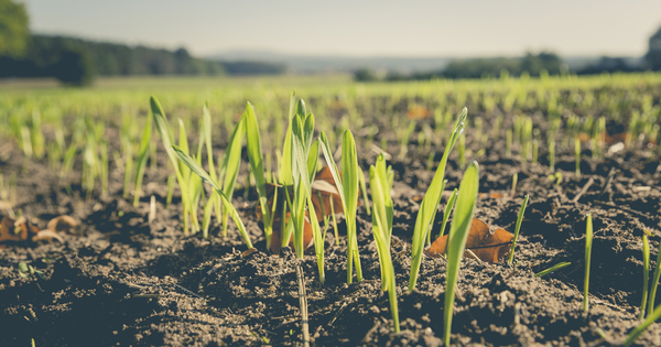 Etats g�n�raux de l'alimentation�: la derni�re chance pour le maintien de l'agriculture biologique�?