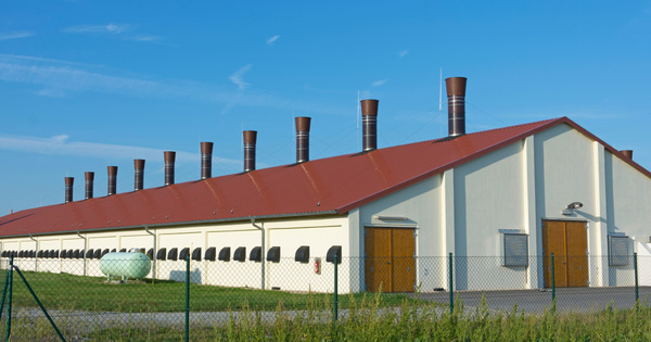 Le projet d'�levage des 4.000 veaux remet la question des fermes-usines sur le devant de la sc�ne