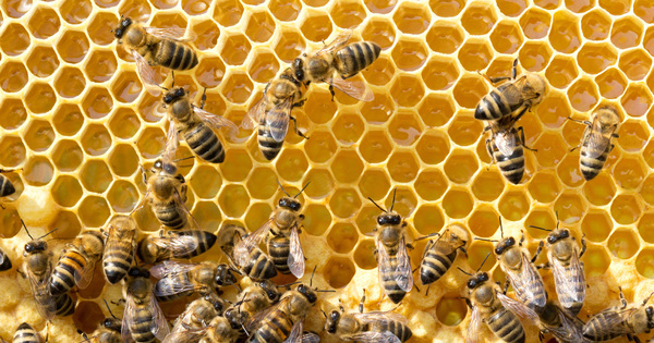 Abeilles: les apiculteurs dnoncent l'autorisation d'un nouveau nonicotinode en France 