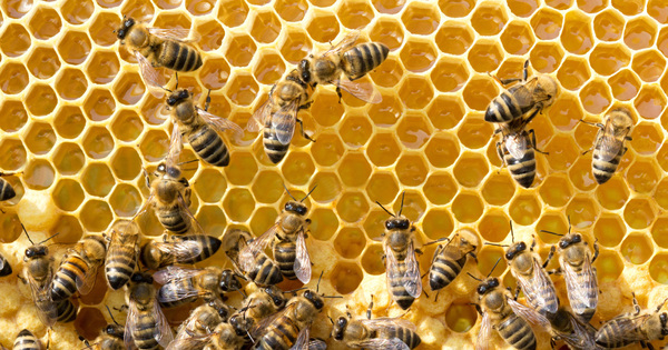 Abeilles�: les apiculteurs d�noncent l'autorisation d'un nouveau n�onicotino�de en France