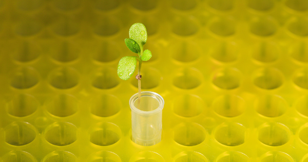 Nouveaux OGM�: vers une gestion des plantes au cas par cas�?