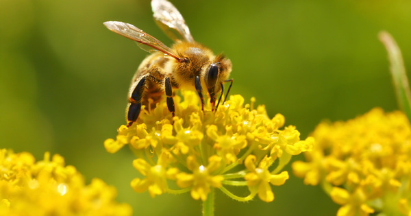 Sulfoxaflor�: le juge des r�f�r�s suspend l'autorisation des pesticides Closer et Transform