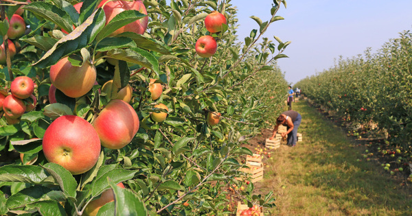 Politique agricole commune�: l'Europe veut laisser plus de marge de man�uvre � l'�chelon national