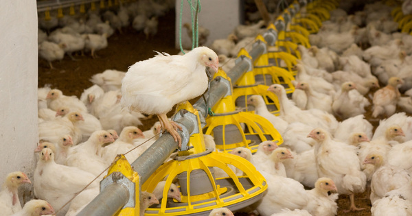 Le Gouvernement veut supprimer l'enqu�te publique pour certains projets agricoles