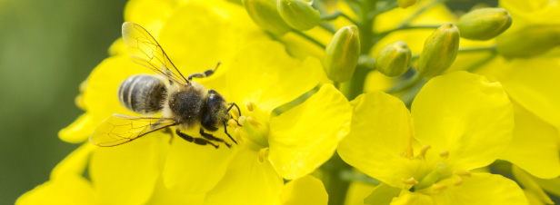 Néonicotinoïdes : l'agence européenne pour la sécurité des aliments confirme le risque pour les abeilles