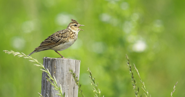 Le CNRS et le Mus�um d�montrent une corr�lation entre disparition des oiseaux et agriculture intensive