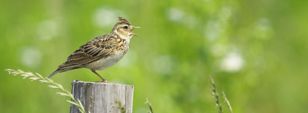 Le CNRS et le Muséum démontrent une corrélation entre disparition des oiseaux et agriculture intensive