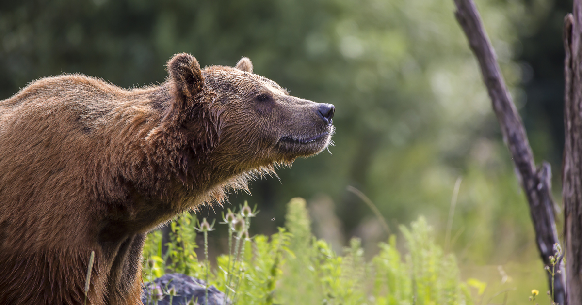 Le nouveau plan ours vise  maintenir une population d'une cinquantaine d'individus