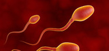Baisse de la fertilité masculine : les perturbateurs endocriniens à nouveau mis en cause
