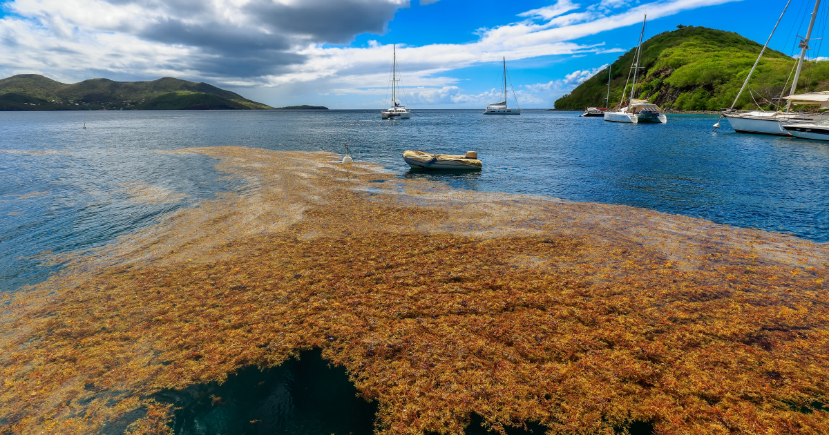 Algues sargasses : la méthanisation est possible, mais difficile à mettre en oeuvre