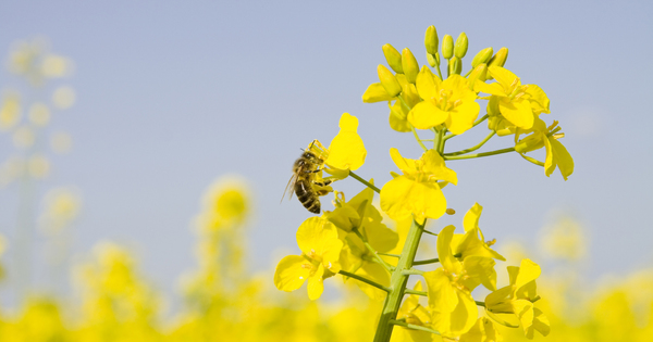 Abeilles�: l'Anses recommande de durcir les r�gles pour les traitements phytosanitaires