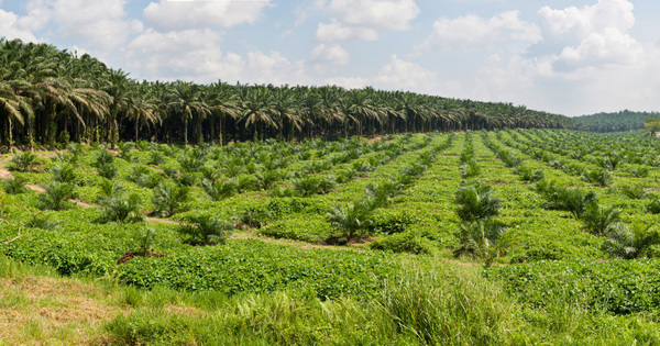 Biocarburants�: la Commission met en consultation les crit�res d'impacts environnementaux