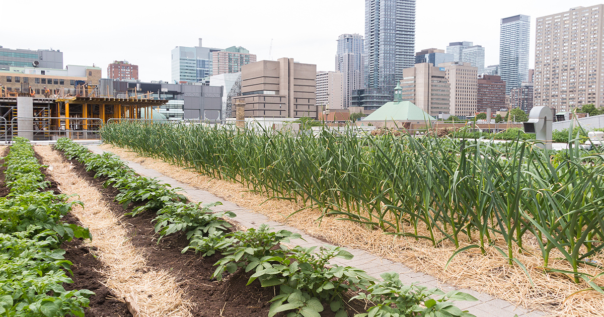 Encourager l'agriculture urbaine pourrait améliorer la résilience des villes