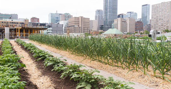 Encourager l'agriculture urbaine pourrait am�liorer la r�silience des villes