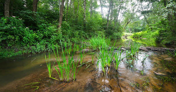 Biodiversit�: et si on laissait des espaces naturels �voluer librement�