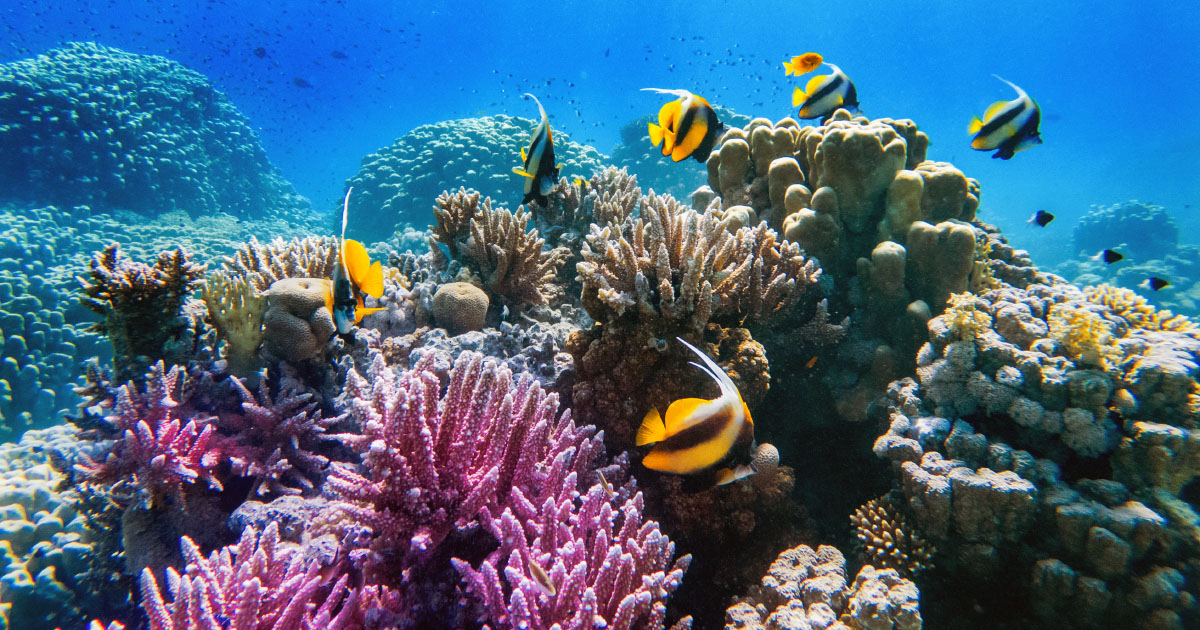 La vie marine pourrait être restaurée d'ici 2050, si les pressions humaines s'atténuent suffisamment vite 