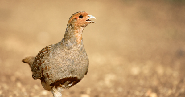 Biodiversit� et agriculture�: le fiasco de la politique agricole commune