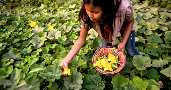 L'effondrement de la biodiversit� menace la s�curit� alimentaire mondiale