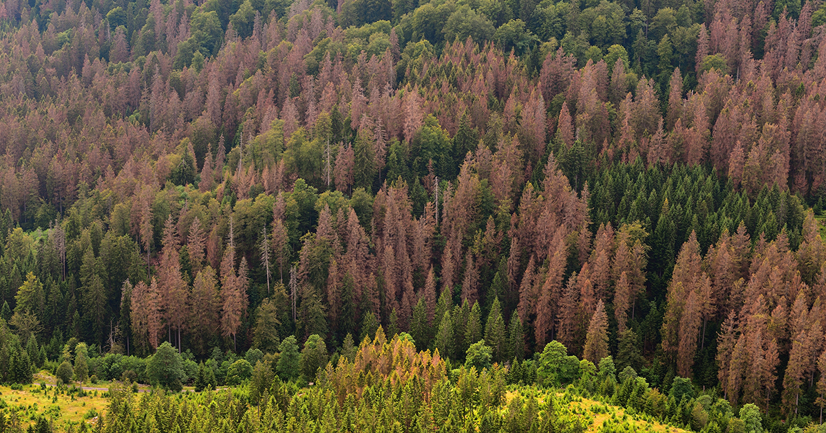 Changements climatiques : le rapport Cattelot préconise une reconstitution massive des forêts 