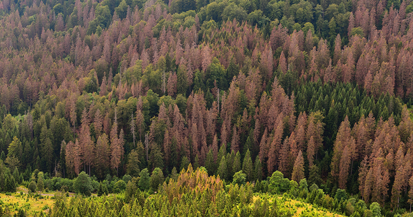 Changements climatiques�: le rapport Cattelot pr�conise une reconstitution massive des for�ts