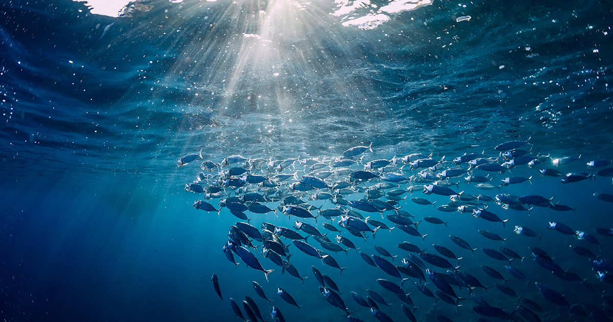 Une étude scientifique appelle à protéger 30 % des océans d'ici 2030