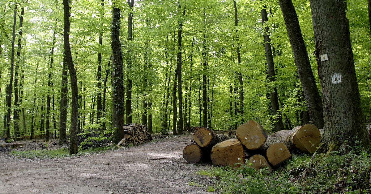 Forêts : ces nouveaux outils sculptés par les professionnels pour s'adapter au changement climatique